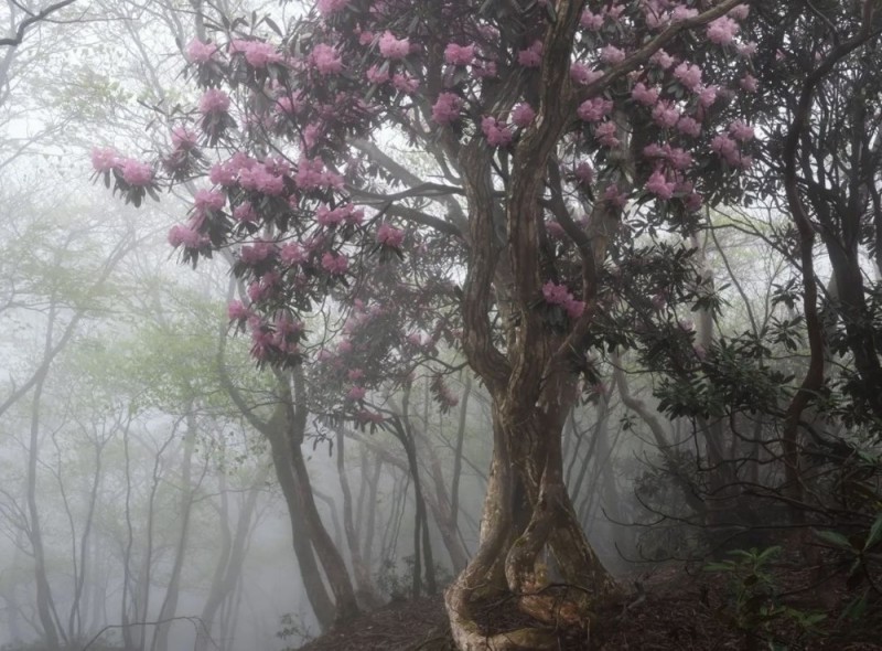 Create meme: rhododendron bush, the rhododendron tree, rhododendron nepal