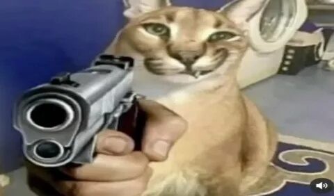 Create meme: spanking a cat with a gun, caracal slap, spanking with a gun