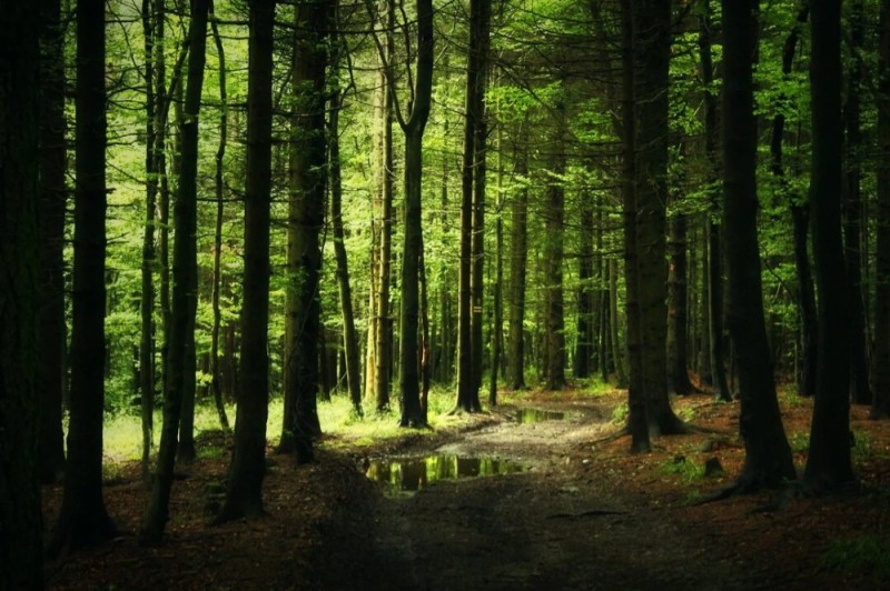 Create meme: forest landscape, forest background, path to the forest