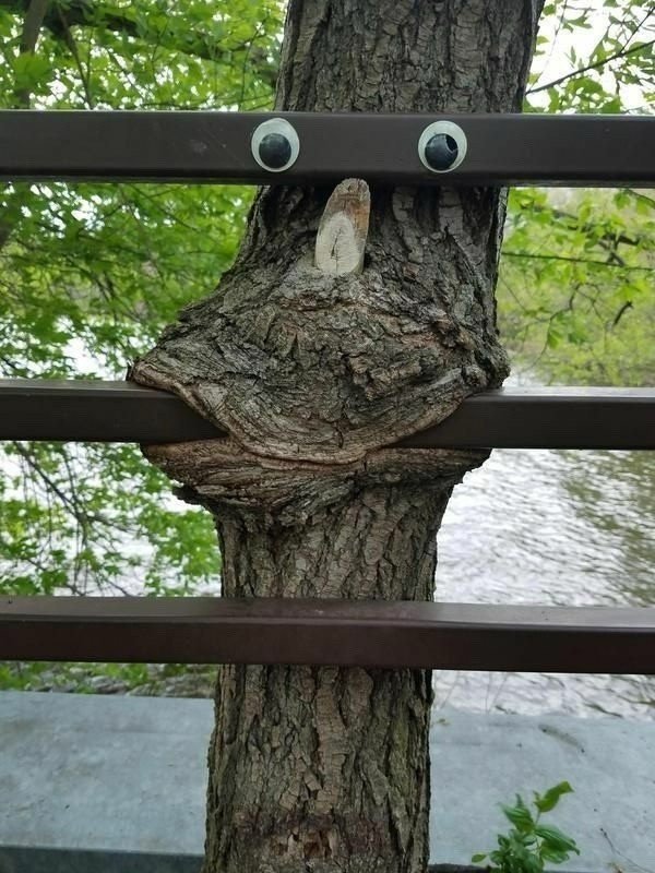 Create meme: tree , the tree has grown into the fence, funny trees