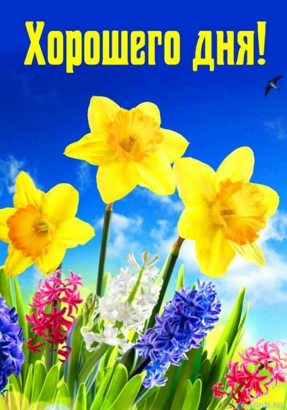 Create meme: spring , yellow narcissus, daffodils