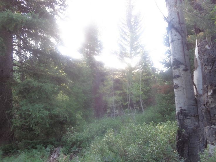 Create meme: forest in Siberia, Pansky forest, Forest land