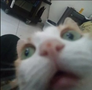 Create meme: selfie cat, cat, seals