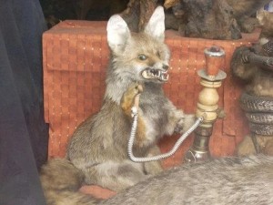 Create meme: taxidermy, meme stoned Fox, smoke hookah