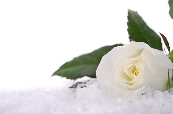 Create meme: roses in winter, Rose is white, White rose