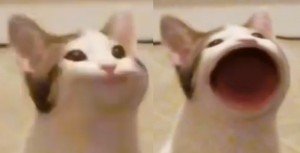 Создать мем: кошка, поющий кот мем, кот открывает рот мем