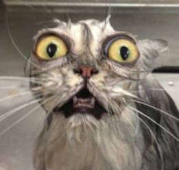 Создать мем: кошка с выпученными глазами, кот, кот с выпученными глазами