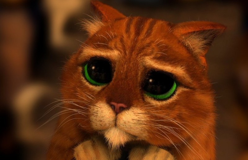 Create meme: cat Shrek , the shrek cat with sad eyes, cat Shrek eyes