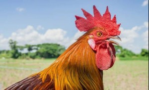 Create meme: Momo cock petushara, Cockerel, roosters