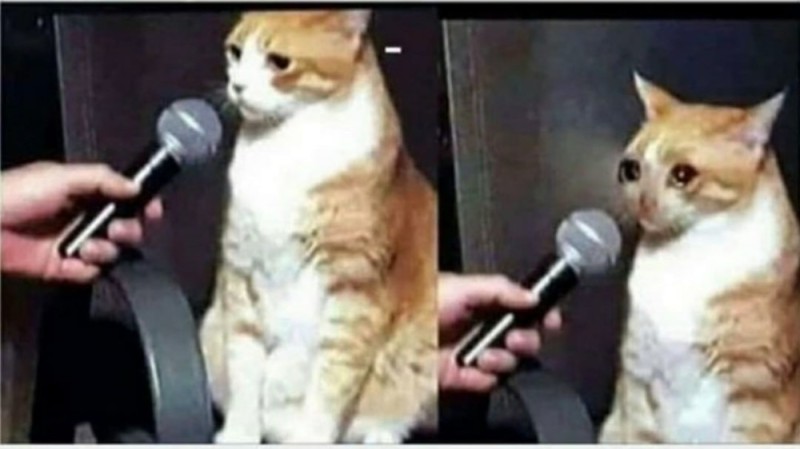 Create meme: cat with microphone , cat , meme cat with microphone