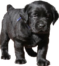 Create meme: Labrador puppies, Labrador, Labrador Retriever