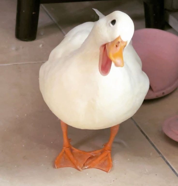 Create meme: duck, duck funny, duck white