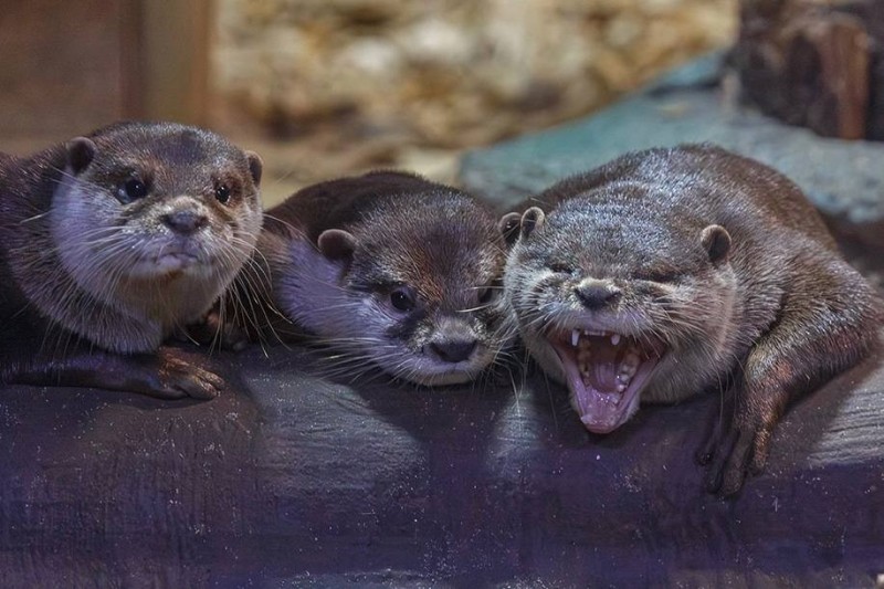 Create meme: otter, animal otter, common otter