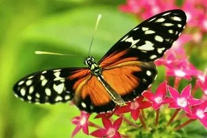 Create meme: butterfly , flower butterfly, butterfly macro