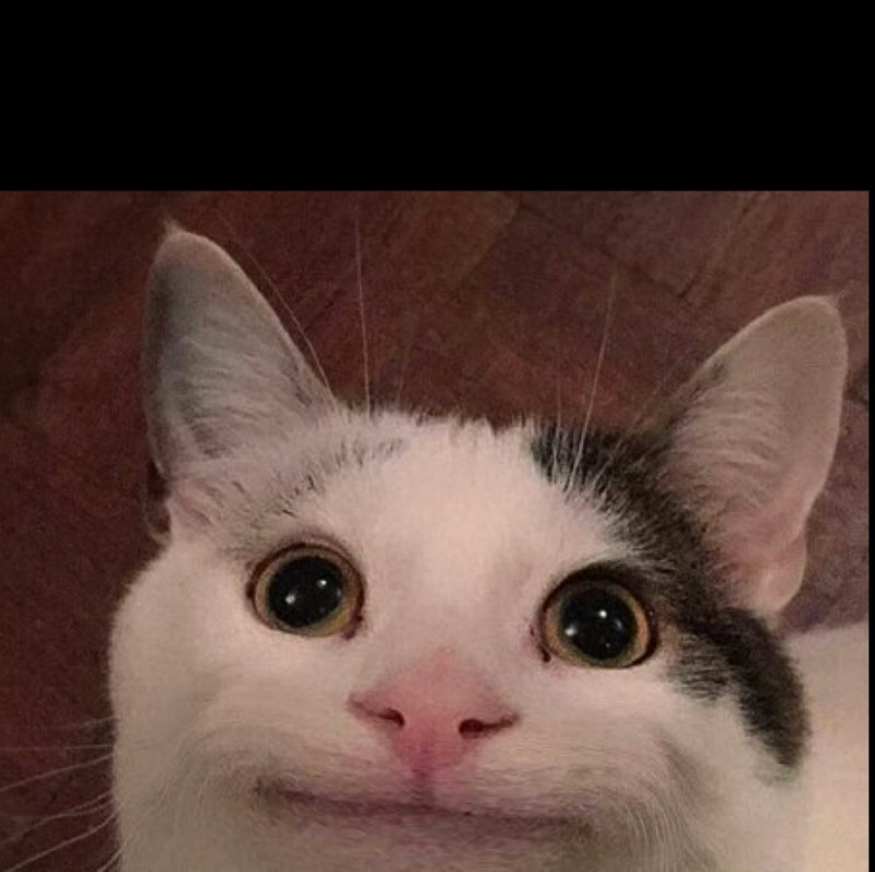 Создать мем: smiling cat meme, милый котик мем, мем кот