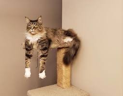 Create meme: Macon, cat breed Maine Coon, cat Maine Coon