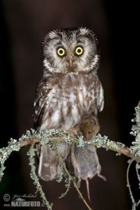 Create meme: bird owl