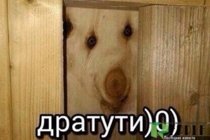 Создать мем: дратути кот, дратути модест, дратути с новым годом