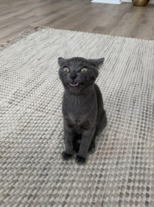 Создать мем: породы кошек корат черный, смешной черный кот, русско голубая кошка