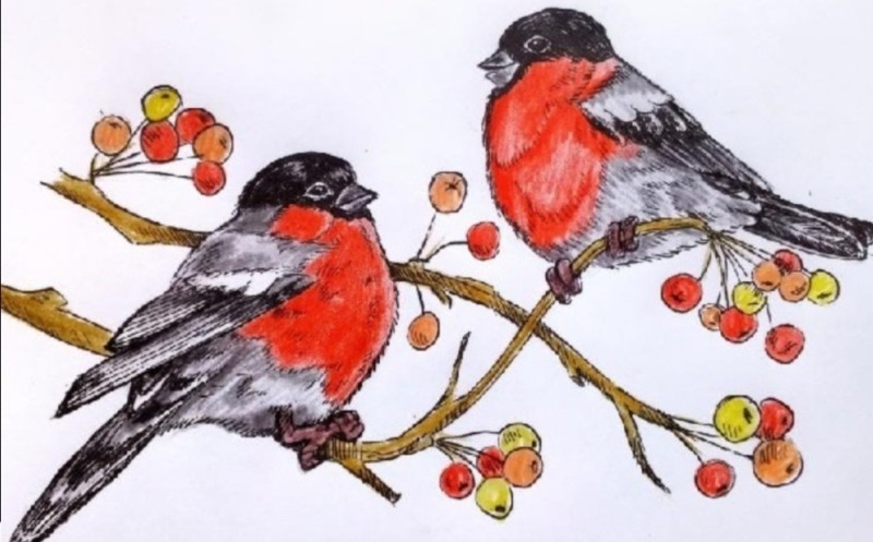 Create meme: bird bullfinch, bullfinch on a rowan branch, bullfinch on a branch