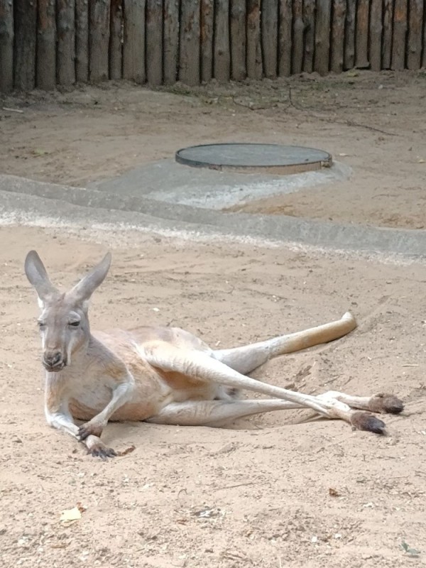 Create meme: kangaroo , kangaroo animal, kangaroo photos