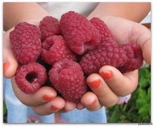 Create meme: raspberry variety, raspberry large giant, raspberry remontant