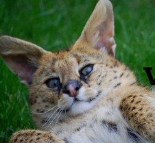 Create meme: breed Serval, African cat Serval, wild cat Serval