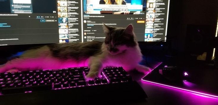 Create meme: cat gamer, cat gamer, the cat gamer 