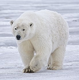 Create meme: polar bear, white polar bear, polar bear