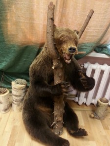 Создать мем: taxidermy, brown bear, медведь