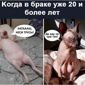 Создать мем: коты сфинксы, кот, смешные коты