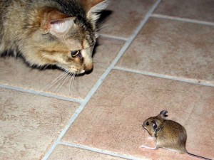 Создать мем: мышь крыса, чилийская белка, мыши едят котов
