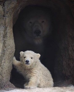 Создать мем: медвежонок, bear cub, белый медвежонок