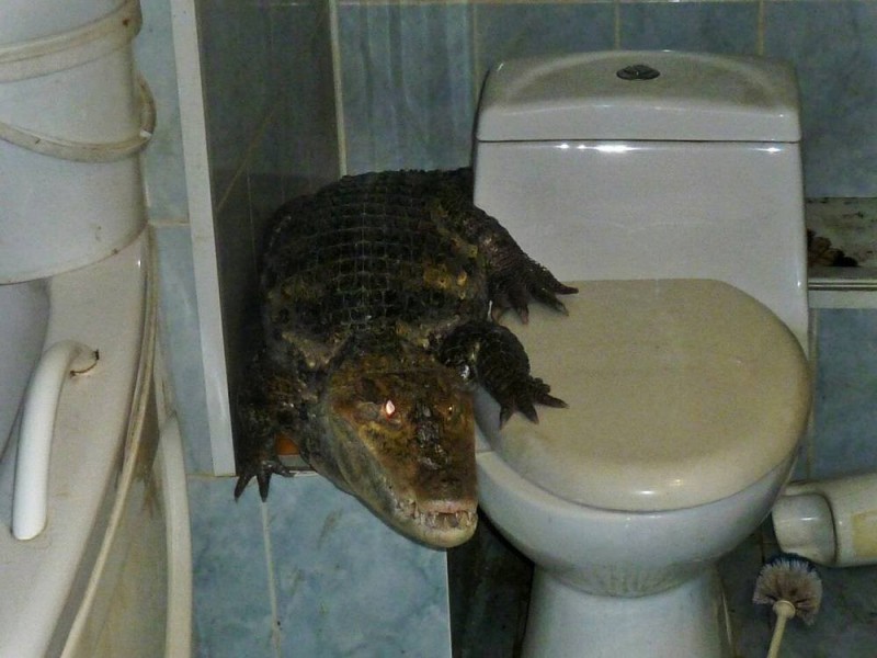 Create meme: crocodile in the bathroom, gene for a crocodile in the bathroom, crocodile on the toilet