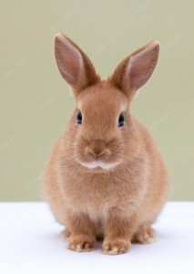 Создать мем: европейский кролик, кролик коричневый, домашний кролик
