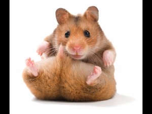 Create meme: cute, products for hamsters, Homa