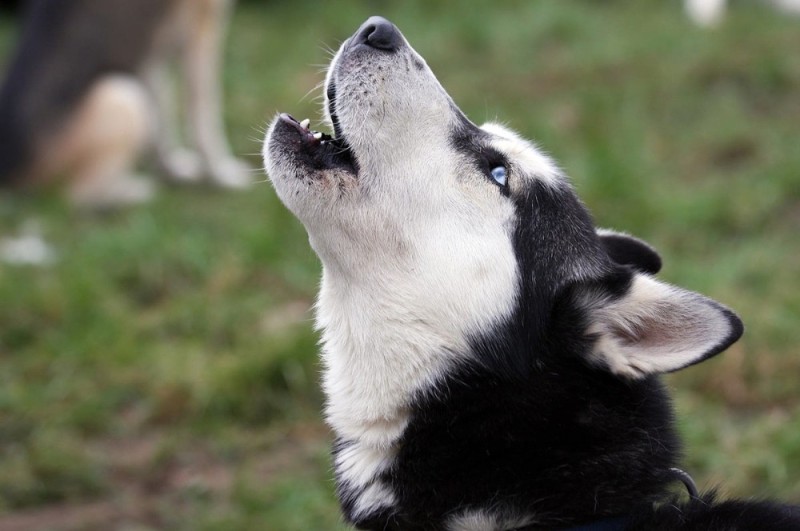 Создать мем: husky siberiano, вой хаски, морда хаски