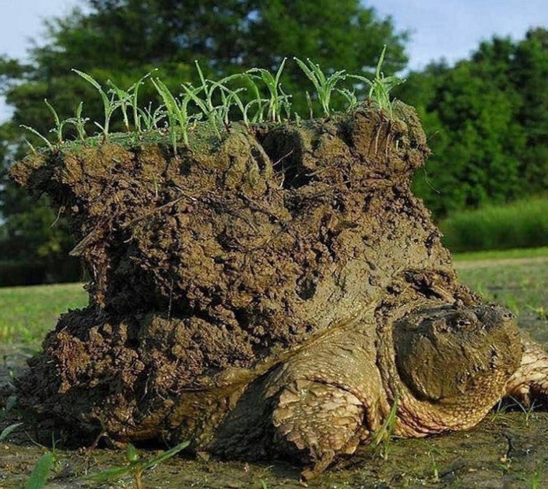 Create meme: turtle checkmate atheists, peat in nature, plant soil