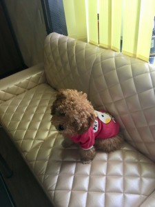 Create meme: poodle puppies, toy poodle in the Sverdlovsk region, jacket for dog poodle