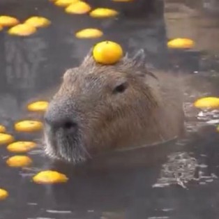 Create meme: little capybara, capybara with orange, capybara animal