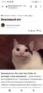 Создать мем: смешные милые котики, кот, вежливый кот