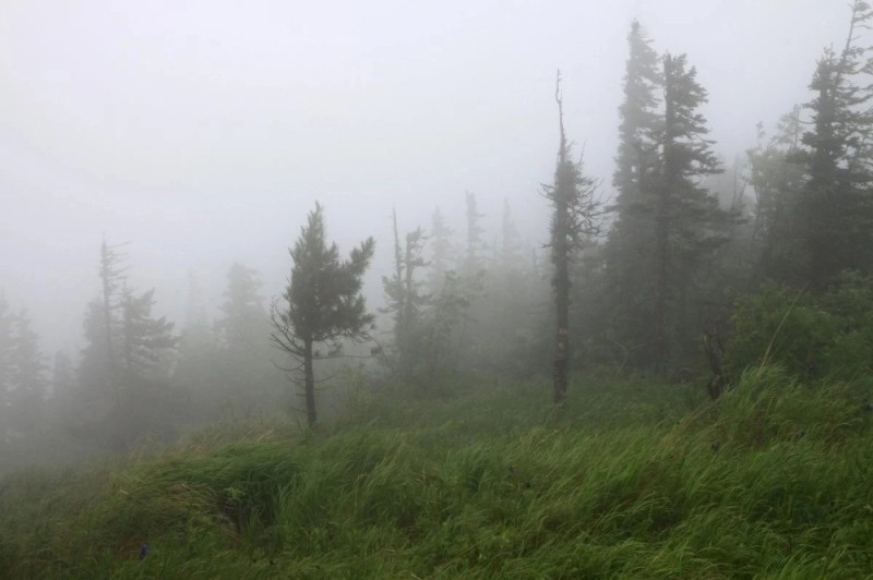 Create meme: thick fog , harz forest, fog 