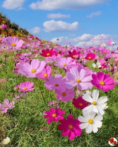 Create meme: the flowers of the meadow, the flowers are beautiful, kosmeya