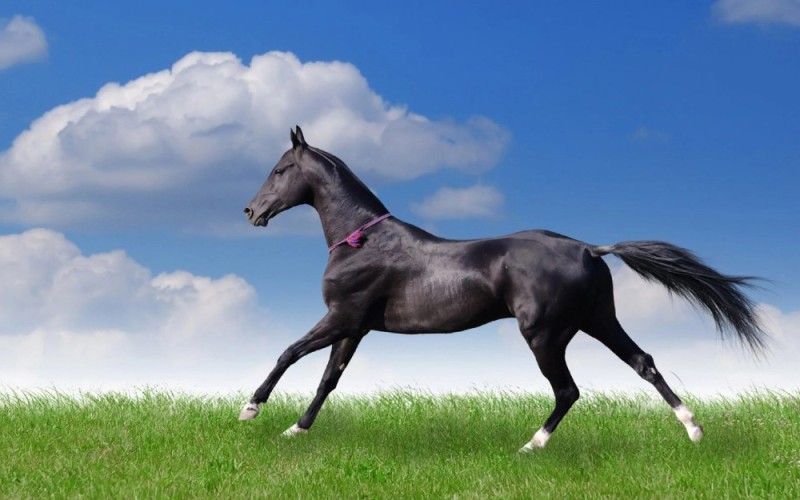 Create meme: horse , graceful horse , Akhal-Teke horse