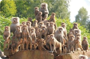 Create meme: a herd of monkeys, monkey island