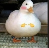 Create meme: duck , white duck, duck 