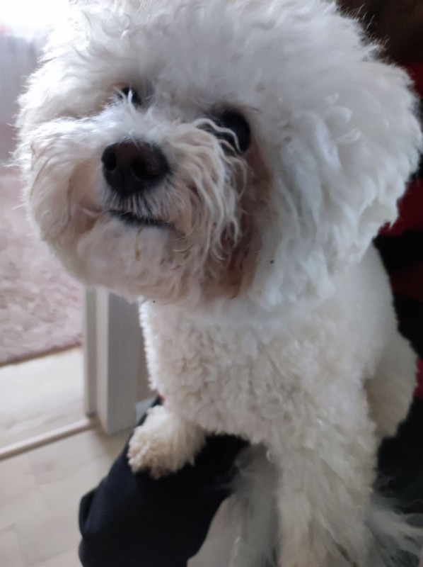 Create meme: breed of bichon frise, bichon frise dog, bichon breed