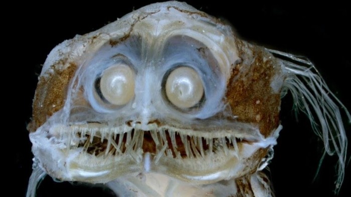 Создать мем: deep sea creatures, страшные рыбы, самая страшная рыба