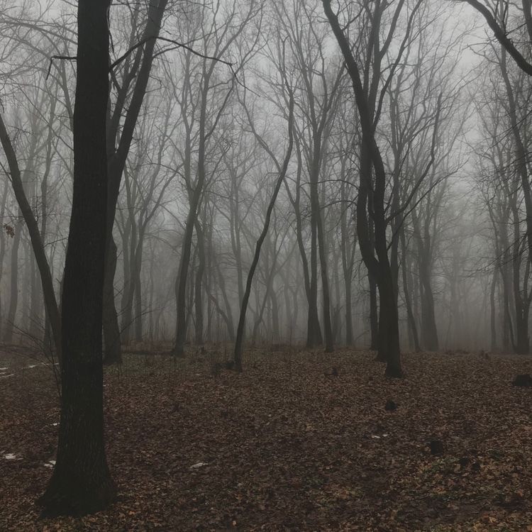 Create meme: forest misty, misty forest, fog in the forest