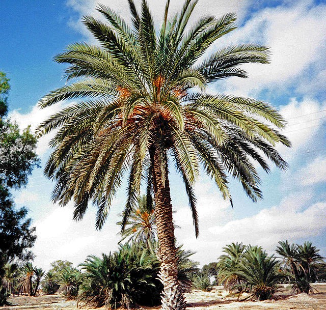 Create meme: date palm, palm date, canary date palm